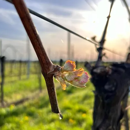 Apartment Am Storchennest *