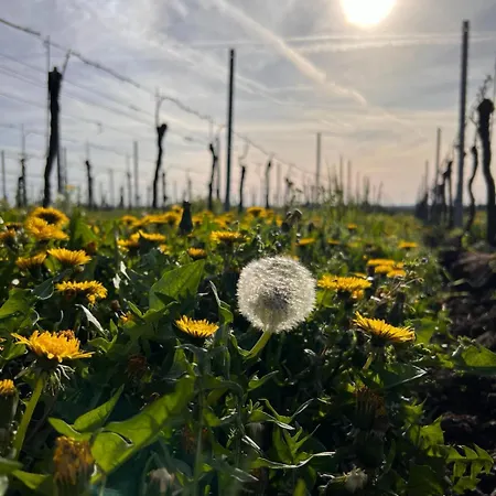 Am Storchennest Neustadt an der Weinstraße