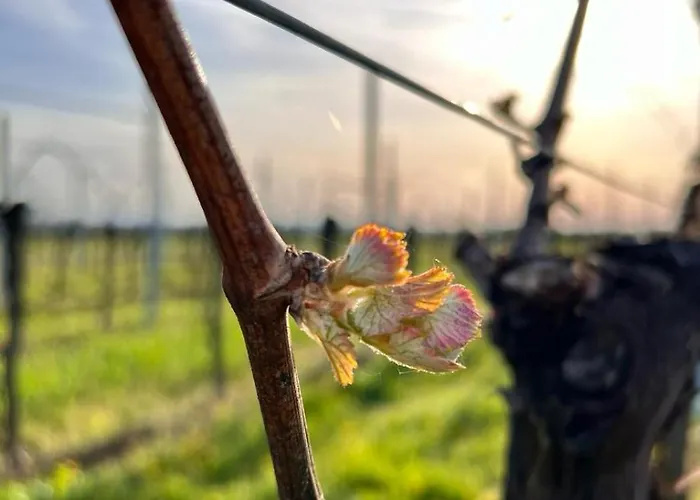 Apartament Am Storchennest *