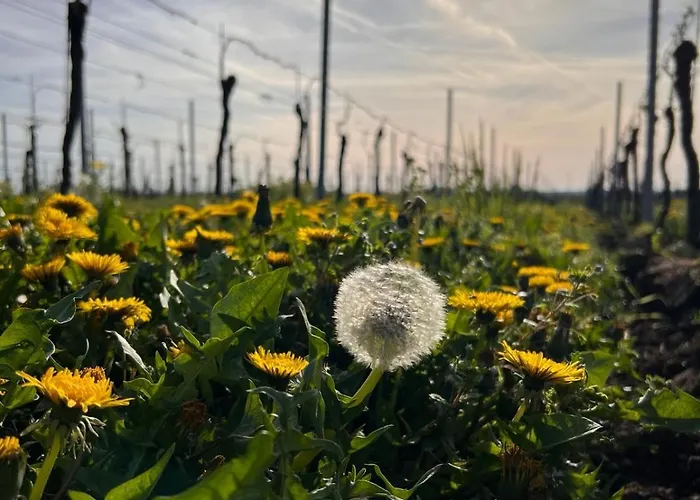 Am Storchennest Neustadt an der Weinstraße