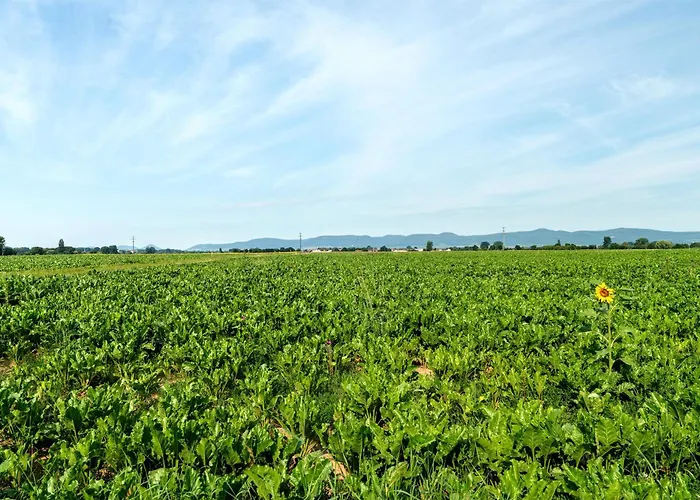 Am Storchennest Neustadt an der Weinstraße